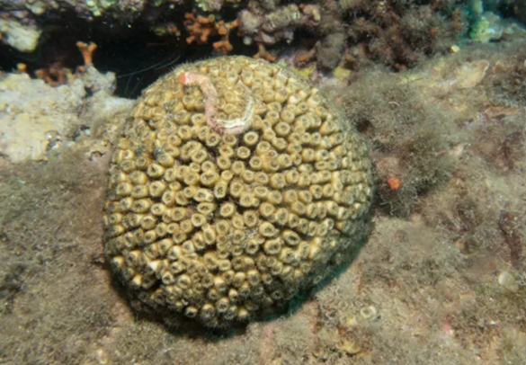 Cladocora caespitosa - Cladocore encroûtant, constructeur de récif méditerranéen