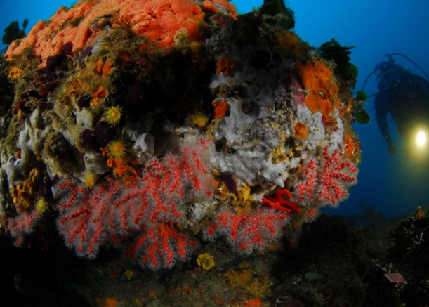 Corallium rubrum - Corail rouge de Méditerranée dans son habitat naturel