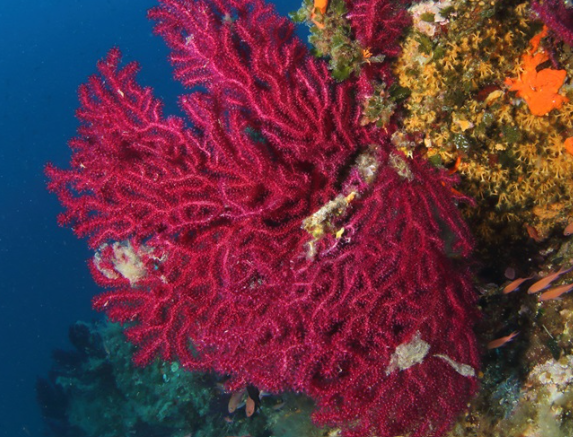 Paramuricea clavata - Gorgone rouge de Méditerranée, espèce protégée